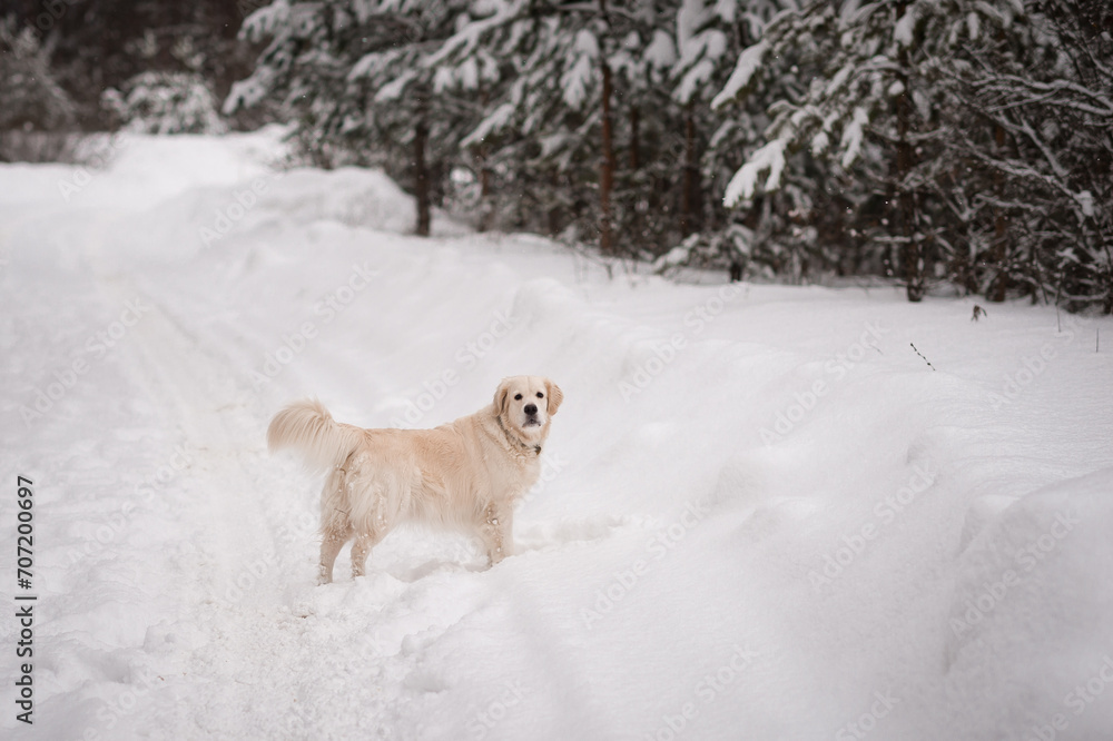 A dog standing in the snow 5497.
