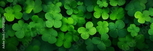 Green Clover Leaves Background. Panoramic View