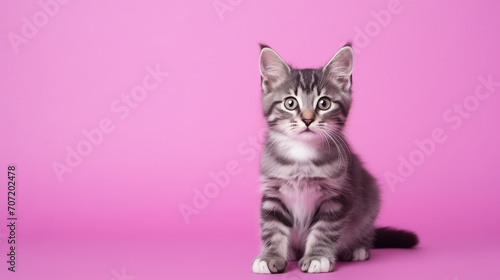 Stripy little kitten sits on pink backgdrop, look stare. Fluffy kitty looking at camera on magenta background, front view. Cute young grey cat sitting in front of colored background with copy space. 