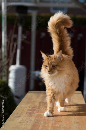 Rot-weißer Maine Coon Kater läuft über den Tisch auf der Terrasse