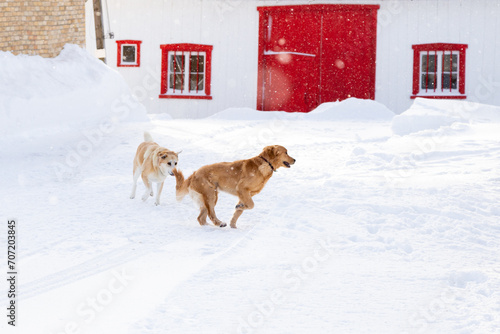 Two golden retrievers romping together in fresh snow during an sunny winter morning, St. Augustin de Desmaures, Quebec, Canada