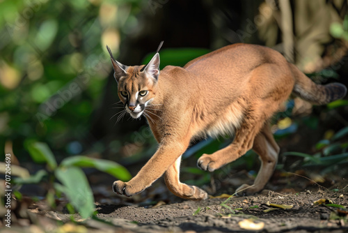 The Caracal is captured mid-prowl, showcasing its powerful muscles and lithe movements