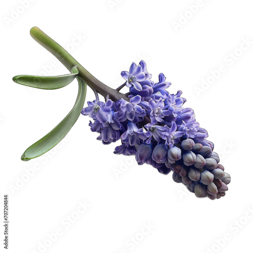 Grape hyacinth isolated on transparent background