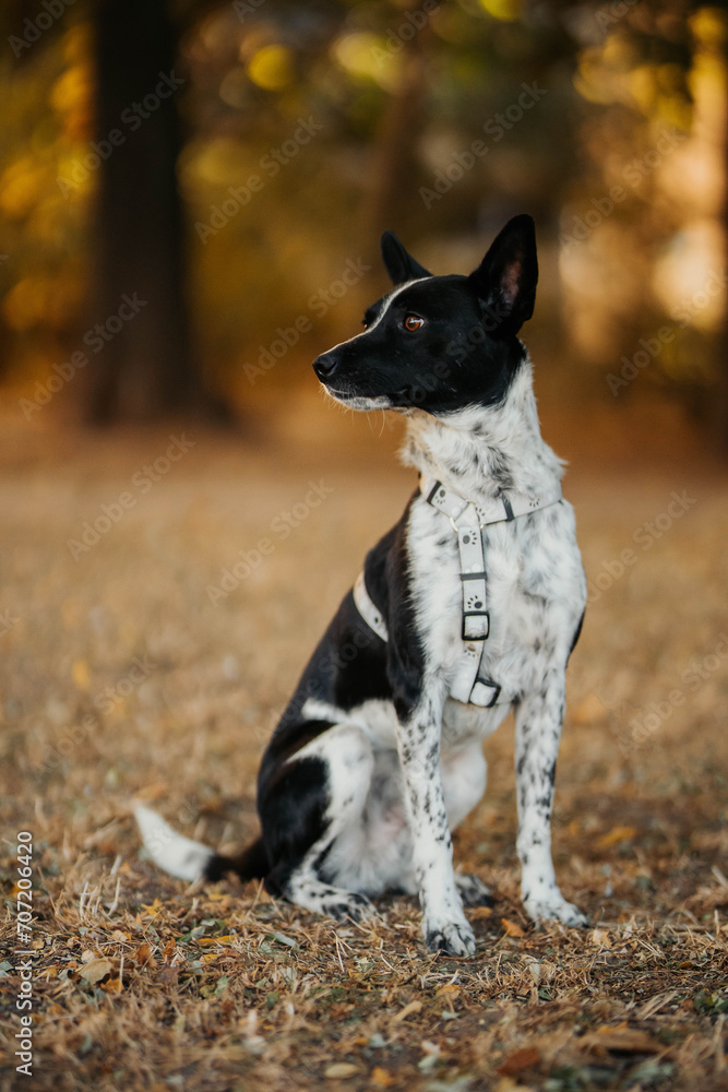 small dog walks with leash autumn