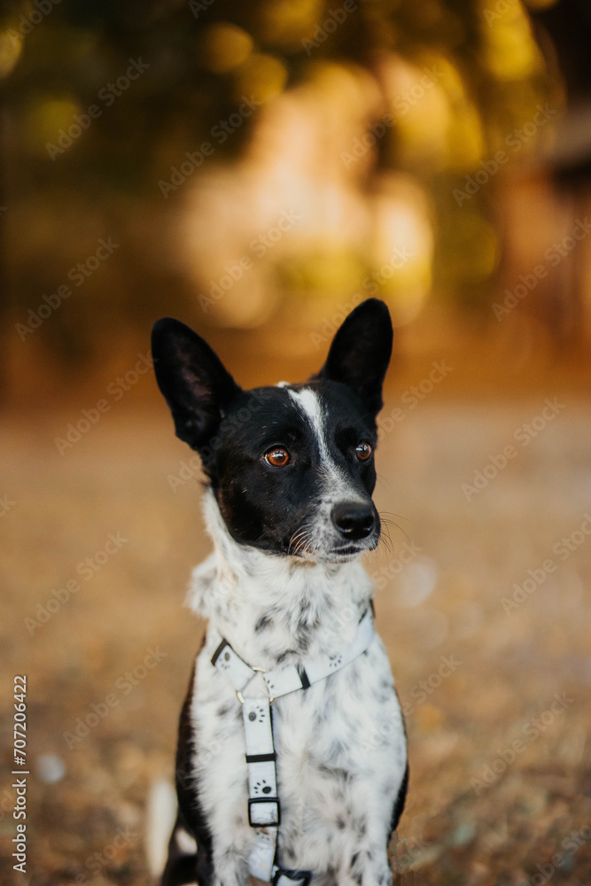 small dog portrait autumn