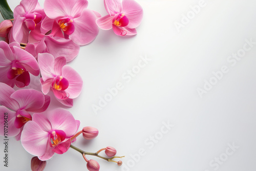 Bright spring and summer background in white with white and pink orchids . Frame of flowers with place for text  copyspace  web banner and postcard  spa and relax