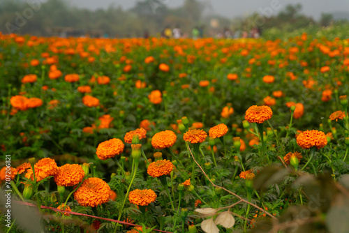 Vast field of orange marigold flowers at valley of flowers, Khirai, West Bengal, India. Flowers are harvested here for sale. Tagetes, herbaceous plants, family Asteraceae, blooming yellow marigold. © mitrarudra