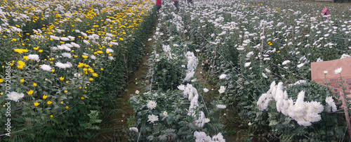 Panoramic field of budding Chrysanthemums, Chandramalika, Chandramallika, mums , chrysanths, genus Chrysanthemum, family Asteraceae. Winter morning at Valley of flowers at Khirai, West Bengal, India. photo