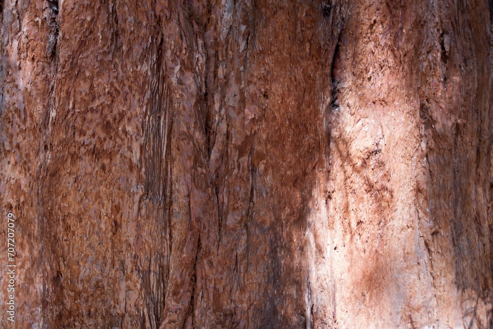 redwood bark tree close-up redwood bark tree close-up