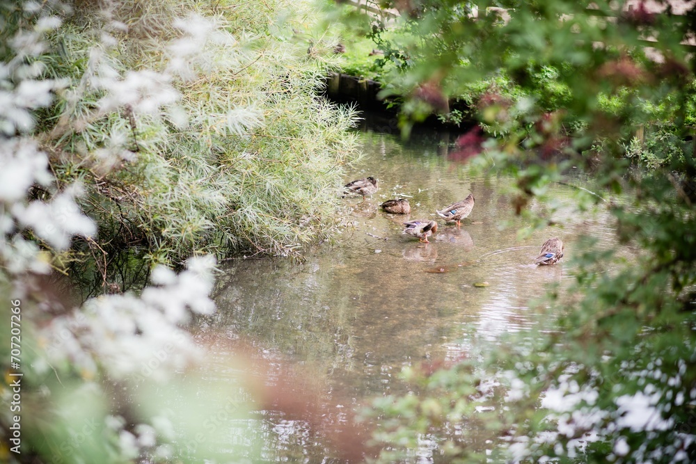 Ducks swimming down a stream surrounded by willow trees and plants bushes tranquil countryside setting Ducks swimming down a stream surrounded by willow trees and plants bushes tranquil countryside setting