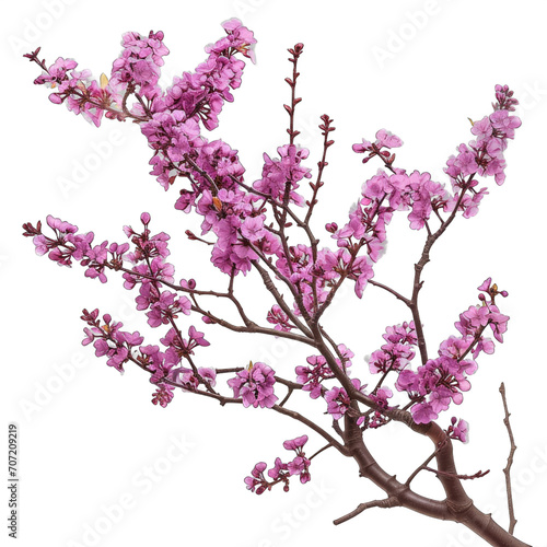 Redbud tree blossoms isolated on transparent background