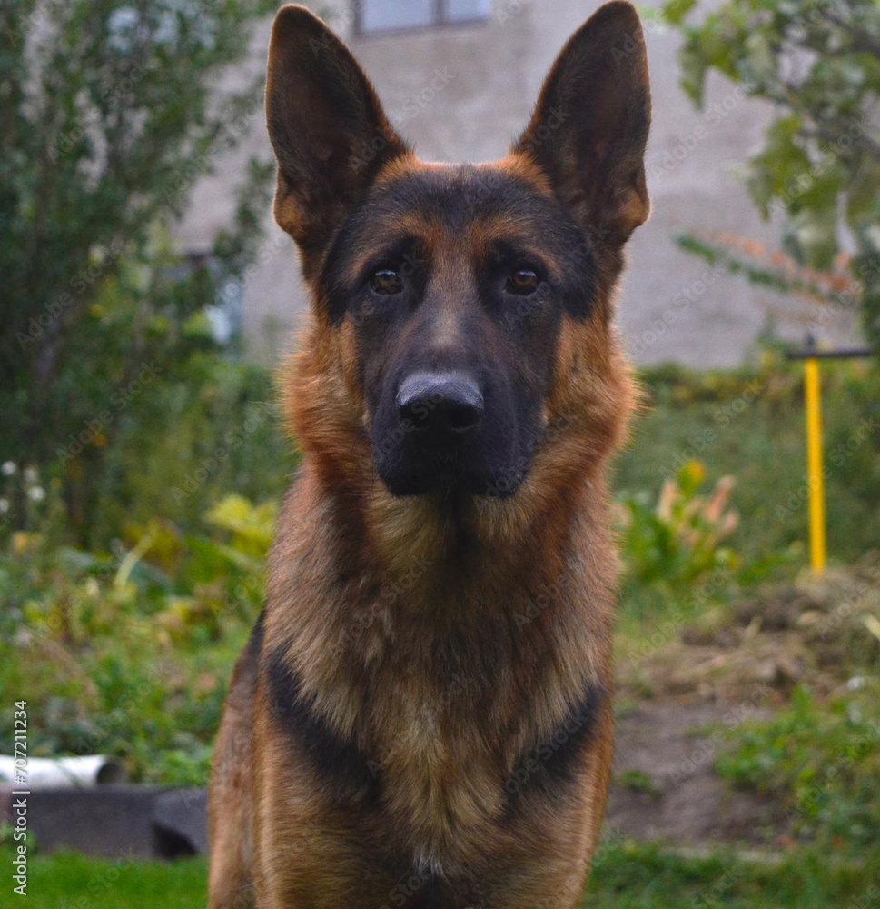 German Shepherd looks at you with interest