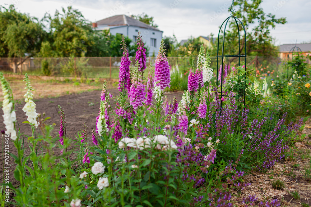 Obraz premium View of pink purple white foxglove flowers blooming in summer garden by roses, salvia. Digitalis in blossom. Flower bed