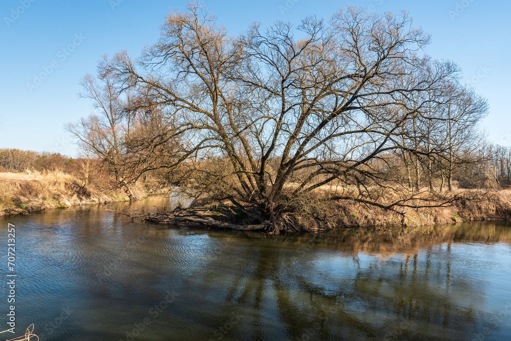 River meander with huge trees on riverbank during early springtime - Odra river in CHKO Poodri in Czech republic River meander with huge trees on riverbank during early springtime - Odra river in CHKO Poodri in Czech republic