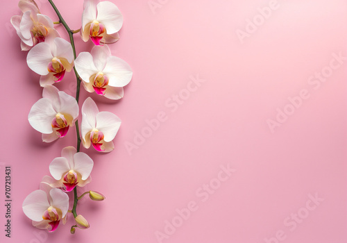 Bright spring and summer background in pink and white orchids. Frame of flowers with place for text, copyspace, web banner and postcard, spa and relax