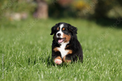 Cute fluffy Bernese Mountain Dog puppy in the garden