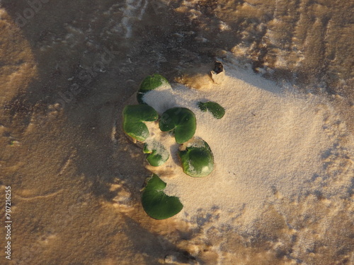 frog on the ground photo