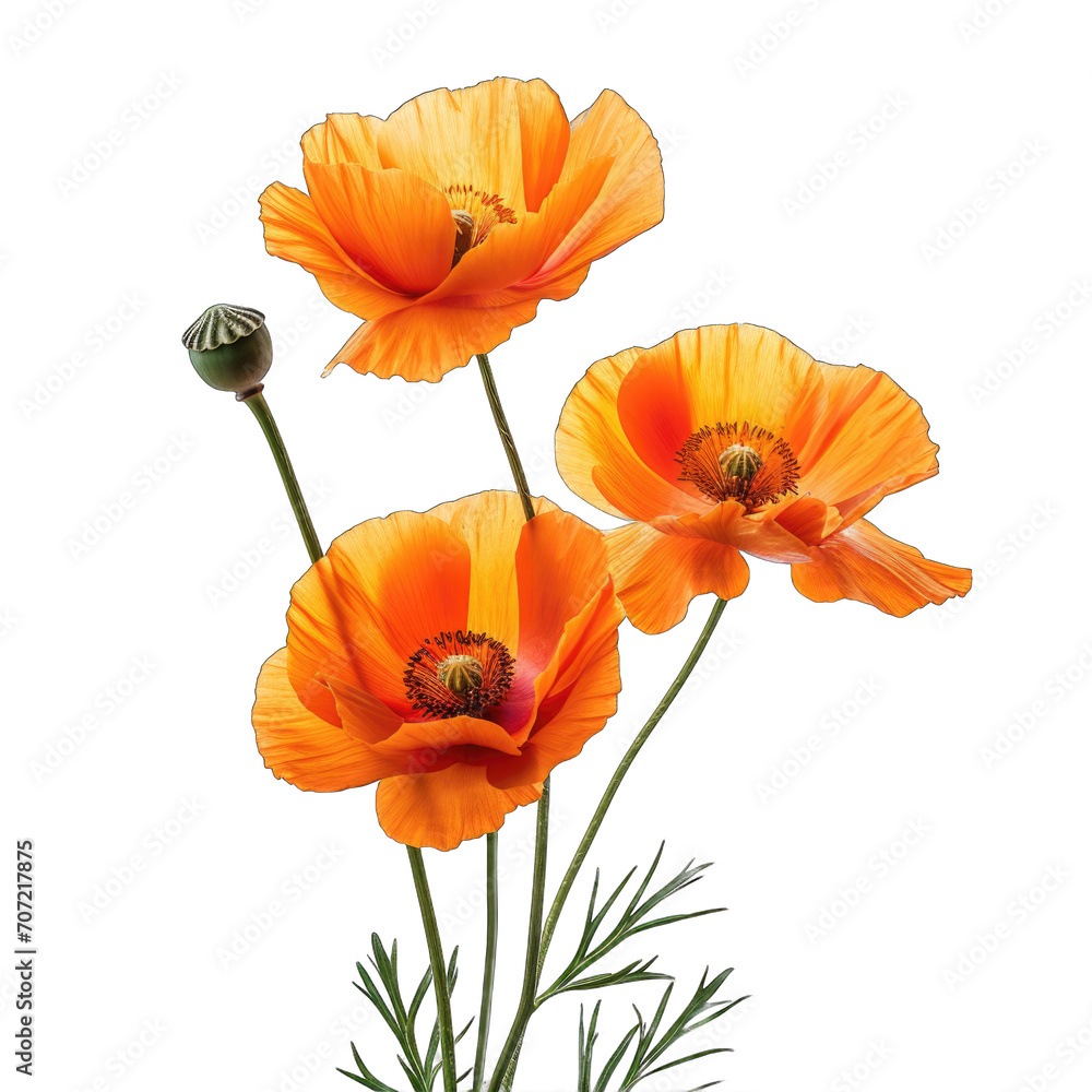 Fototapeta premium Orange poppies isolated on transparent background