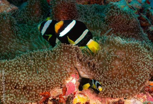 Clownfish swimming around their anemone