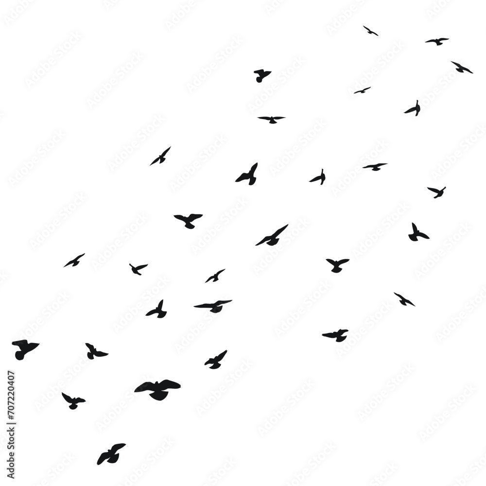Sketch silhouette of a flock of flying black birds, takeoff, flying, flight, flutter, fly, hover, soar, landing, isolated vector - obrazy, fototapety, plakaty 