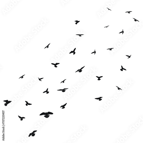 Sketch silhouette of a flock of flying black birds, takeoff, flying, flight, flutter, fly, hover, soar, landing, isolated vector © Mar