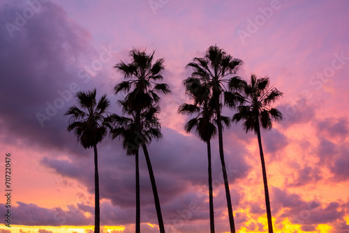 Palm trees silhouetted in the cloudy and colorful los angeles sunset. © Adam