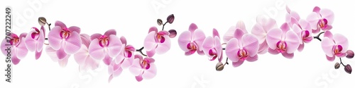 Beautiful flowers banner panorama long - Pink orchids orchidaceae, isolated on white background