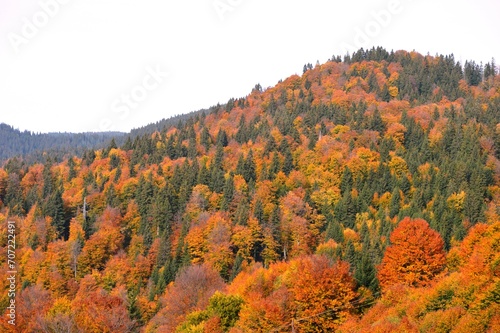 a forest full of colorful autumn leaves