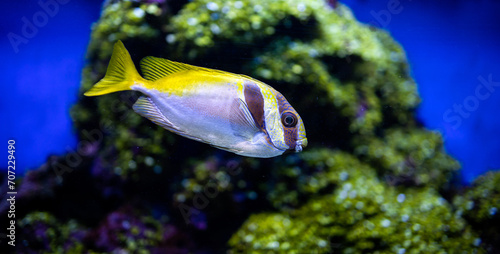 Siganus virgatus. Fish of Australia. Doublebar rabbitfish,  barhead spinefoot,  doublebar spinefoot. Fish in aquarium. Marine ray-finned fish photo