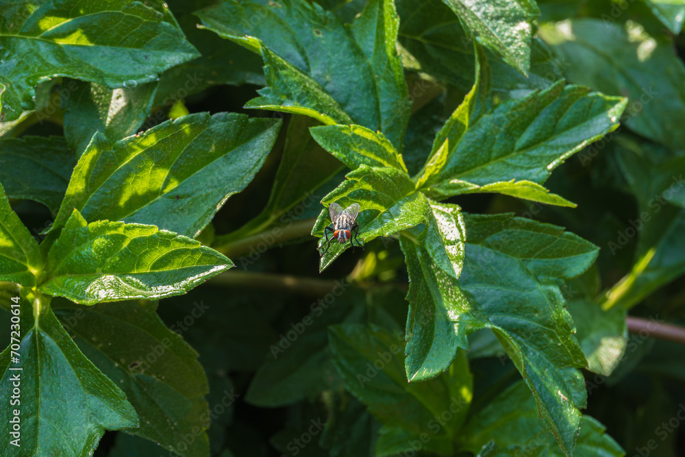 Flesh fly (Sarcophaga carnaria) resting on a fresh leaf in the garden at Makut Rommayasaran Park, Nonthaburi, Thailand Flesh fly (Sarcophaga carnaria) resting on a fresh leaf in the garden at Makut Rommayasaran Park, Nonthaburi, Thailand