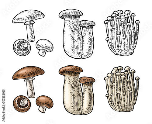Champignon, enoki, eryngii. Vintage color vector engraving illustration on white