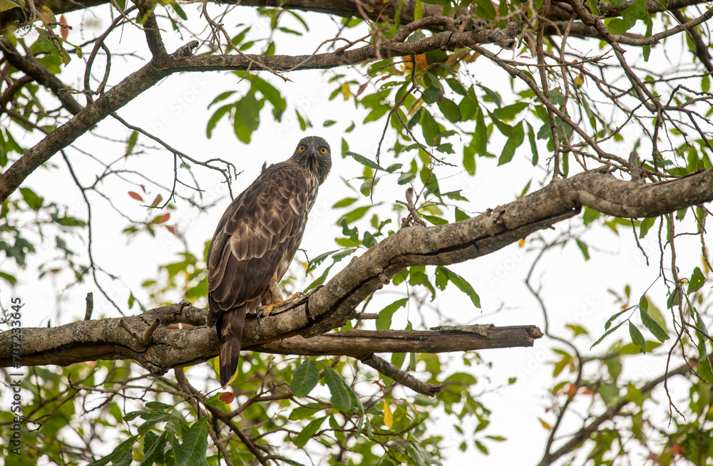 Close-up portrait of European honey buzzard (Pernis apivorus) also known as Common pern. Beautiful bird of prey with yellow eyes. Close-up portrait of European honey buzzard (Pernis apivorus) also known as Common pern. Beautiful bird of prey with yellow eyes.