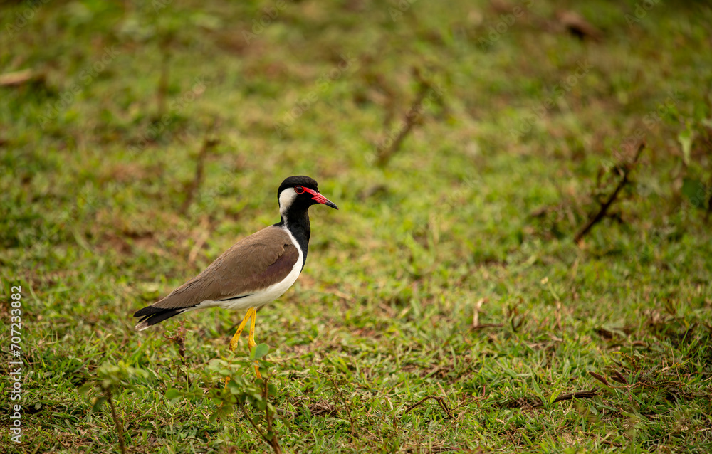 The Javan lapwing, also known as the Javan lapwing and Javanese-wattled lapwing, is a bird from the lapwing family. This large, long-legged bird lives in the swamps and river deltas of Java. The Javan lapwing, also known as the Javan lapwing and Javanese-wattled lapwing, is a bird from the lapwing family. This large, long-legged bird lives in the swamps and river deltas of Java.