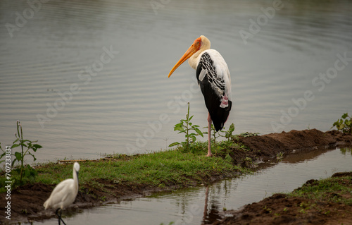 Canvas-taulu The greater adjutant is a member of the stork family, Ciconiidae