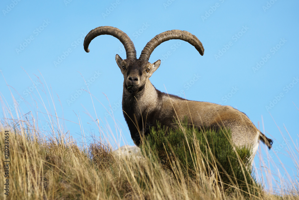 The Iberian Ibex, Spanish Ibex, Spanish wild goat or Iberian wild goat is a species of Ibex with four subspecies.	