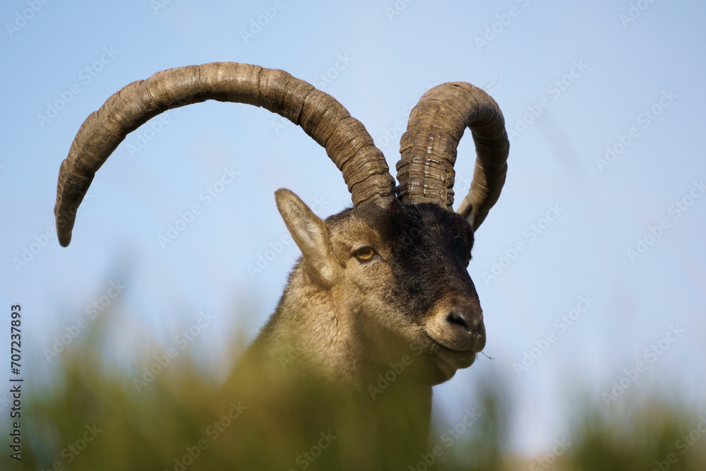 The Iberian Ibex, Spanish Ibex, Spanish wild goat or Iberian wild goat is a species of Ibex with four subspecies. The Iberian Ibex, Spanish Ibex, Spanish wild goat or Iberian wild goat is a species of Ibex with four subspecies.