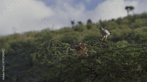 Wide shot of pale chanting goshawk (Melierax canorus) scanning the ground below while standing on a tree top during the afternoon in Kenya. photo