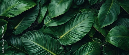 Background Of Tropical Leaves With An Abstract, Textured Design Suitable For Desktop Wallpapers. Сoncept Abstract Nature, Tropical Paradise, Tropical Leaves, Desktop Wallpapers, Textured Design