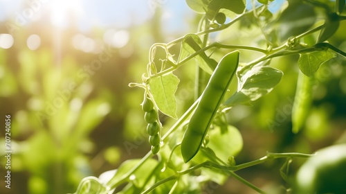 Young organic green pea pods growing on bushes in sunny light. Plant of legumes in summer garden, banner format. photo