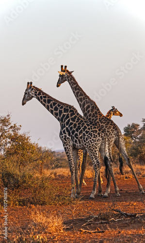 Group of giraffes 3570