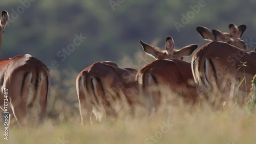 Wide shot of a herd of impalas (Aepyceros melampus) grazing through the savannah during the afternoon in Kenya. photo