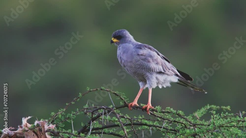 Wide shot of a pale chanting goshawk (Melierax canorus) scanning the surroundings from a tree top during the afternoon in Kenya. photo