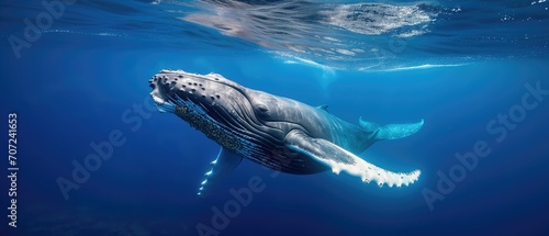 Playful Baby Humpback Whale Swimming Gracefully In Vibrant Blue Ocean. Сoncept Underwater Adventures, Marine Wildlife, Whales In Their Natural Habitat, Ocean Exploration, Captivating Marine Life photo
