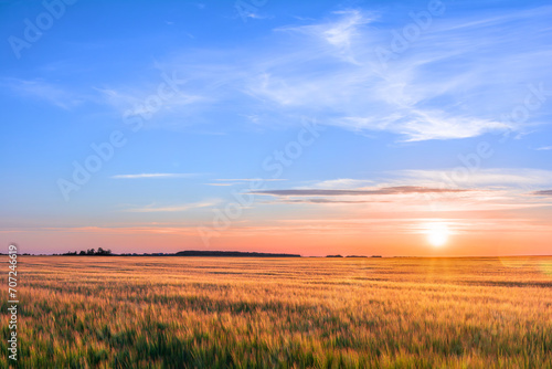 Sunset in a field with ears of young golden barley. Rural scene