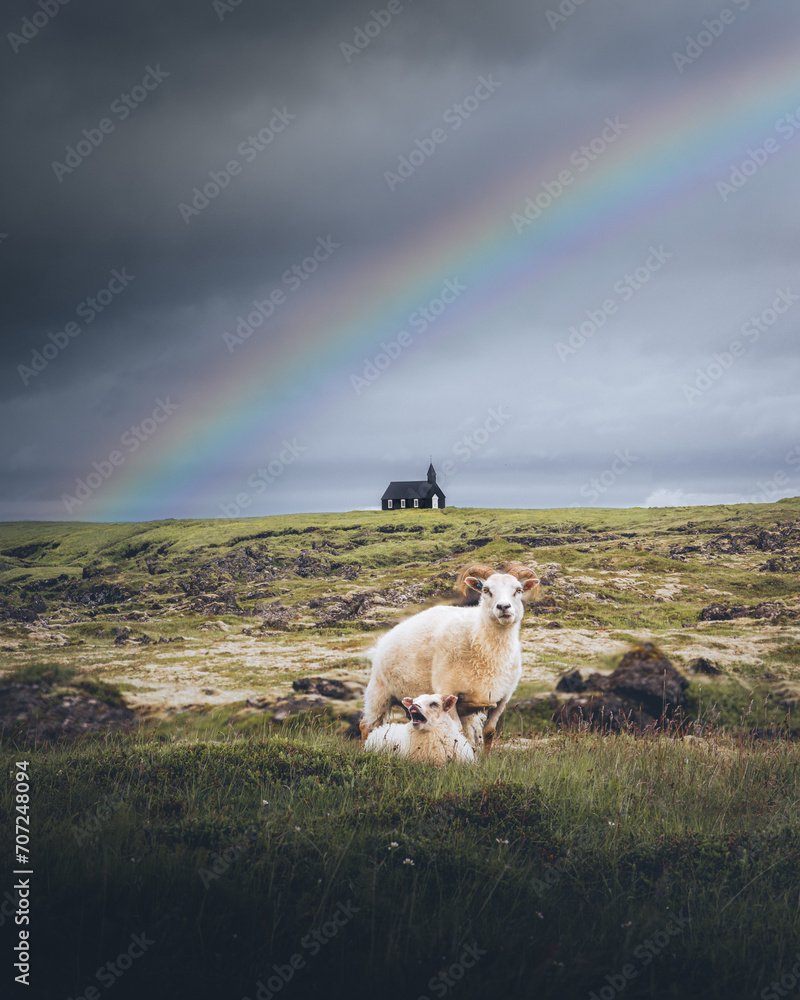Black Church Iceland with Sheep and Rainbow