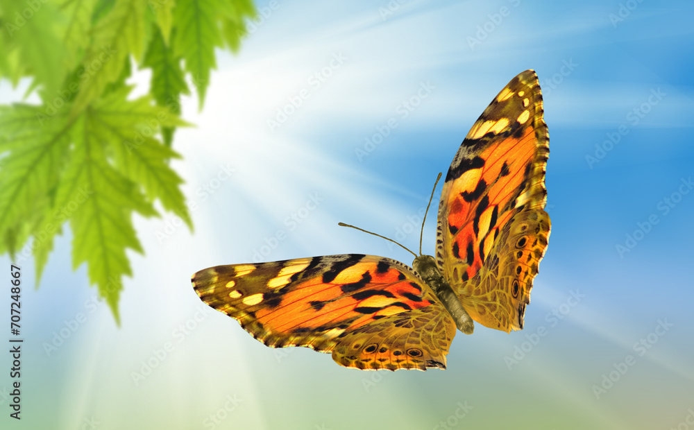 Obraz premium image of a butterfly and maple leaves against the sky