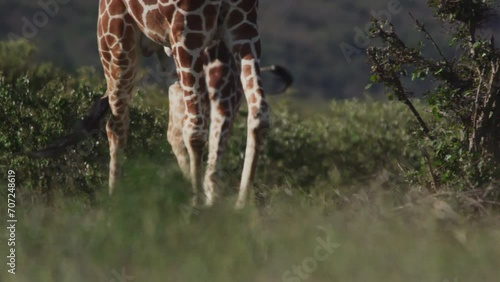 Close up pan of a reticulated giraffe's (Giraffa reticulata) legs as it is walking during the afternoon in Kenya. photo