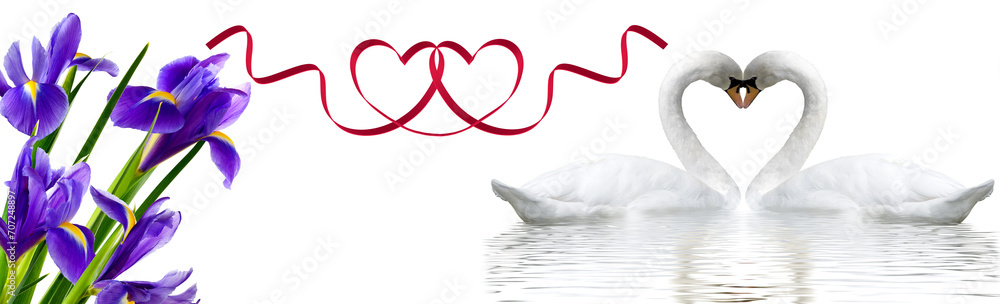 Two swans form a heart shape with their necks Two swans form a heart shape with their necks