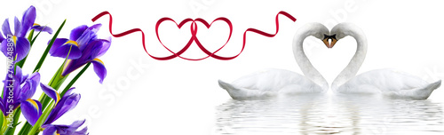 Fototapeta Naklejka Na Ścianę i Meble -  Two swans form a heart shape with their necks