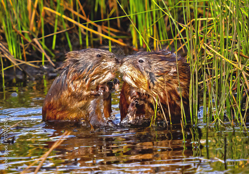 A pair of Muskrats rise up out of the water and greet each other with a kiss before mating. photo